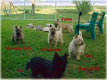 Cairn Terriers in the yard.