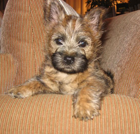 Cairn terrier outlet kennels