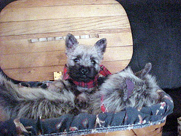 Puppy in a basket.