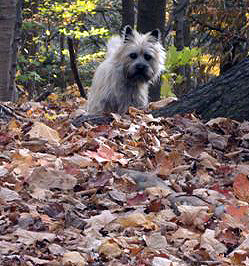 Lacey in the autmn leaves