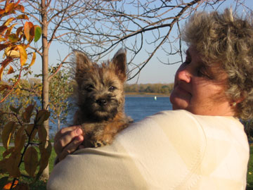 One of our happy puppies, Cairnpit Robert the Bruce, with his new mom